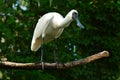 Royal Spoonbill