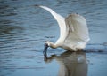 A Royal Spoonbill spreading its wings as it feeds in shallow water with its amazing beak