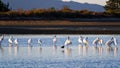 Royal spoonbills resting and preening on the tidal flats Royalty Free Stock Photo