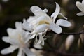 Royal star magnolia.