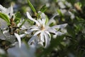 Royal Star Magnolia green branch