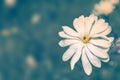 Royal star magnolia Magnolia Stellata on blurred background.