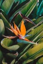 Royal Strelitzia. Exotic orange tropic flower.