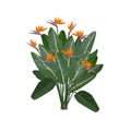 Royal strelitzia with large flowers