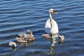 Royal swan with her chicks Royalty Free Stock Photo