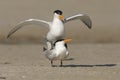 Royal Tern