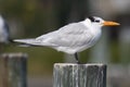 Royal Tern