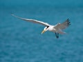 Royal tern Royalty Free Stock Photo