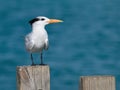 Royal tern Royalty Free Stock Photo