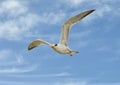 Royal tern, binomial name Thalasseus maximus, flying in a blue sky with white clouds over Chokoloskee Bay in Florida. Royalty Free Stock Photo