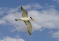 Royal tern, binomial name Thalasseus maximus, flying in a blue sky with white clouds over Chokoloskee Bay in Florida. Royalty Free Stock Photo