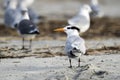 Royal Tern on the beach on Hilton Head Island, South Carolina, USA