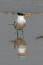 Royal Tern - Cumberland Island Geo Royalty Free Stock Photo