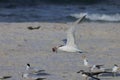 Royal Tern In Flight With Catch In Its Beak Royalty Free Stock Photo