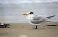 Royal Tern on Hilton Head Island Beach, South Carolina Royalty Free Stock Photo