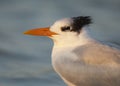 Royal Tern portrait Royalty Free Stock Photo
