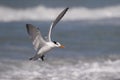 Royal Tern preparing to land on a Gulf of Mexico beach - Florida