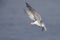 Royal Tern preparing to land - Jekyll Island, Georgia