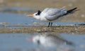 Royal Tern Royalty Free Stock Photo