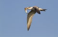 Royal tern (Sterna maxima) flying with a fish