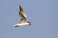 Royal tern (Sterna maxima) flying with a fish.