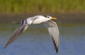 Royal tern (Sterna maxima) flying.