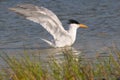 Royal Tern taking a bath