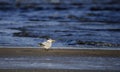 Royal Tern bird on beach, Hilton Head Island Royalty Free Stock Photo