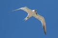 Royal tern Thalasseus maximus bird in flight