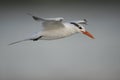 Royal Tern (Thalasseus maximus maximus)