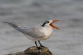 Royal Tern (Thalasseus maximus maximus)