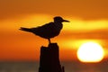 Royal Tern perched on a dock piling as the sun sets - Florida