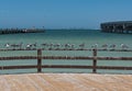 Royal tern Thalasseus maximus at the seaside promenade of progreso, yucatan, mexico