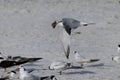 Royal Tern Turning In Flight With Catch In Its Beak Royalty Free Stock Photo