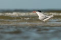 Royal tern (Thalasseus maximus). Royalty Free Stock Photo