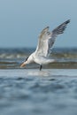 Royal tern (Thalasseus maximus). Royalty Free Stock Photo