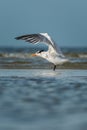 Royal tern (Thalasseus maximus). Royalty Free Stock Photo