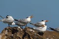 Royal terns Royalty Free Stock Photo