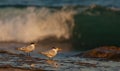 Royal Terns