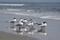 Royal Terns at Beach