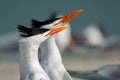 Royal terns displaying mating behaviors.