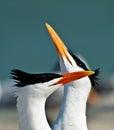 Royal terns displaying mating behaviors.