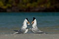 Royal terns exhibiting feeding and mating behaviors on sandbar.