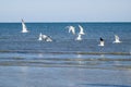 Royal Terns and Laughing Gulls in Flight