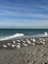 Royal Terns at Melbourne Florida