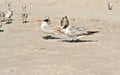 Royal terns squabbling about turf Royalty Free Stock Photo