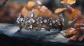 Royal Tiara: Unique Autumn Style Crown With Moonstone