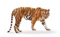 Royal tiger P. t. corbetti isolated on white background clipping path included
