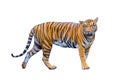 Royal tiger P. t. corbetti isolated on white background clipping path included