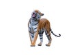 Royal tiger P. t. corbetti isolated on white background clipping path included